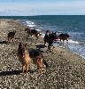  - Mes loulous heureux à la plage 