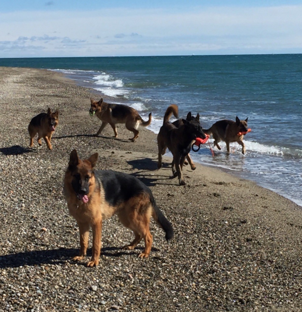 des fideles de la chataigneraie - Mes loulous heureux à la plage 