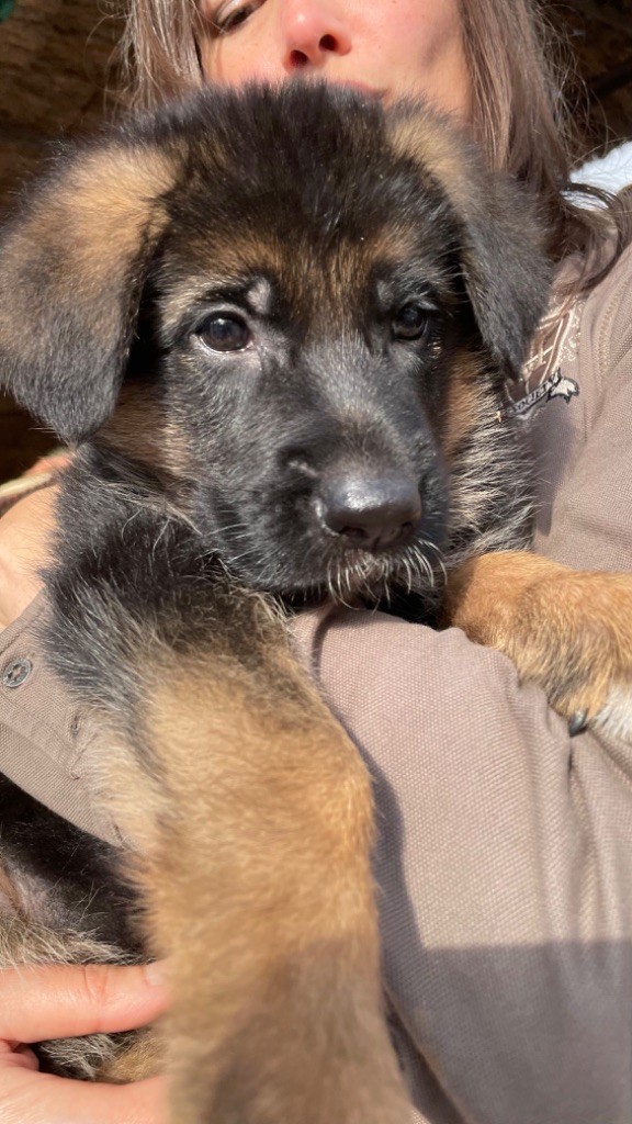 des fideles de la chataigneraie - Chiot disponible  - Berger Allemand