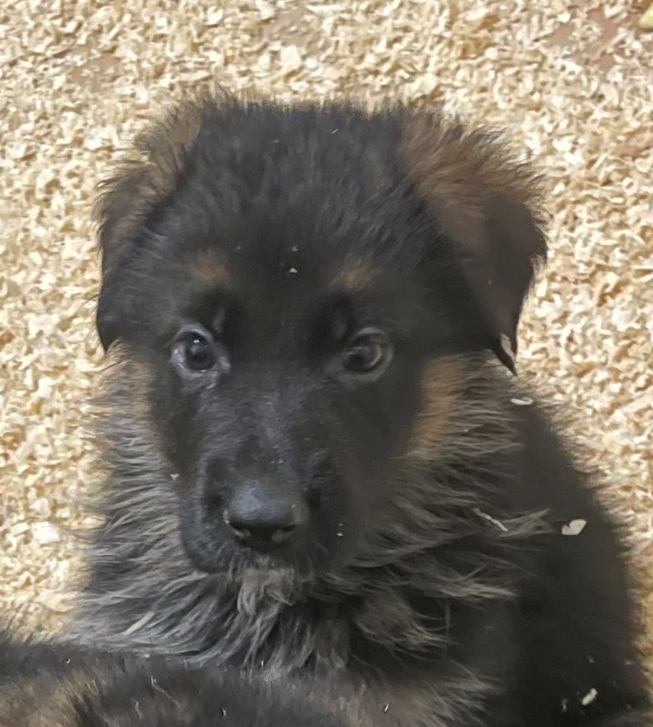 des fideles de la chataigneraie - Chiot disponible  - Berger Allemand