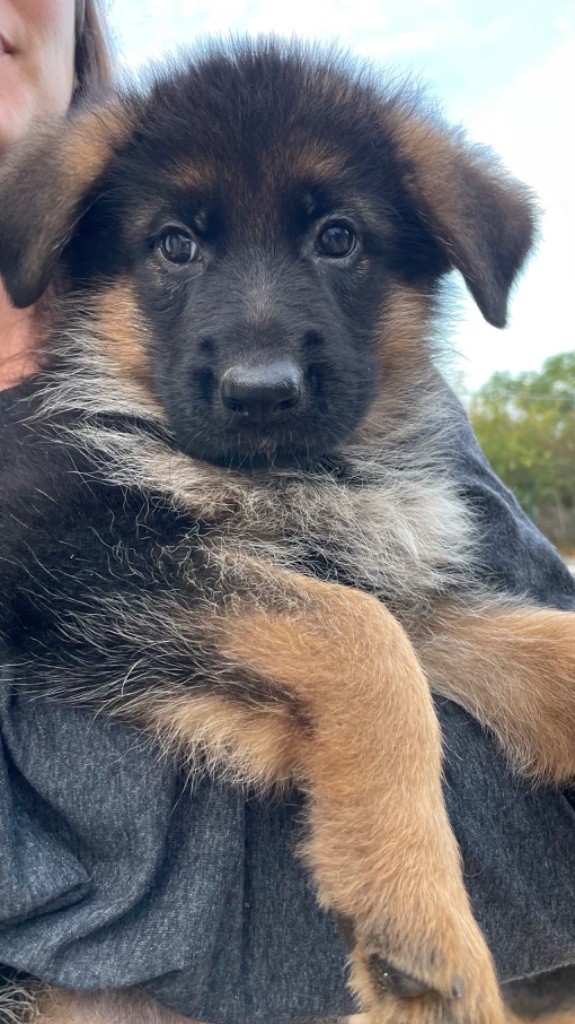 des fideles de la chataigneraie - Chiot disponible  - Berger Allemand