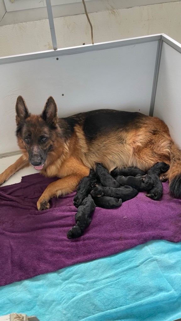 chiot Berger Allemand des fideles de la chataigneraie