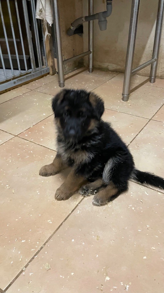 des fideles de la chataigneraie - Chiot disponible  - Berger Allemand