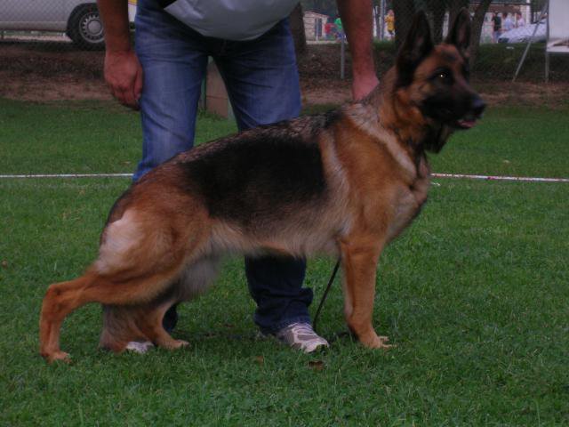 Umana des fideles de la chataigneraie