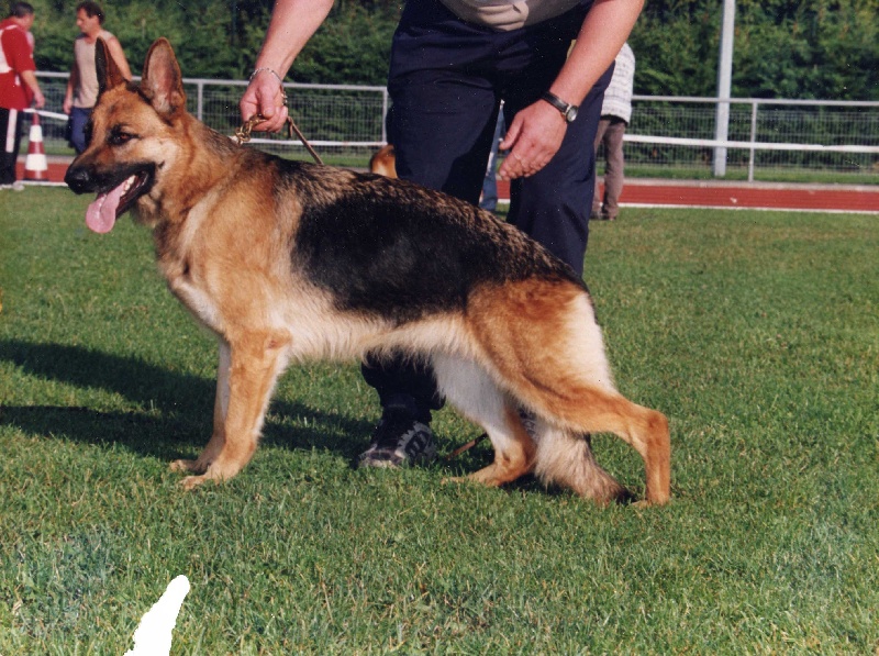 Pepita des fideles du Lauragais