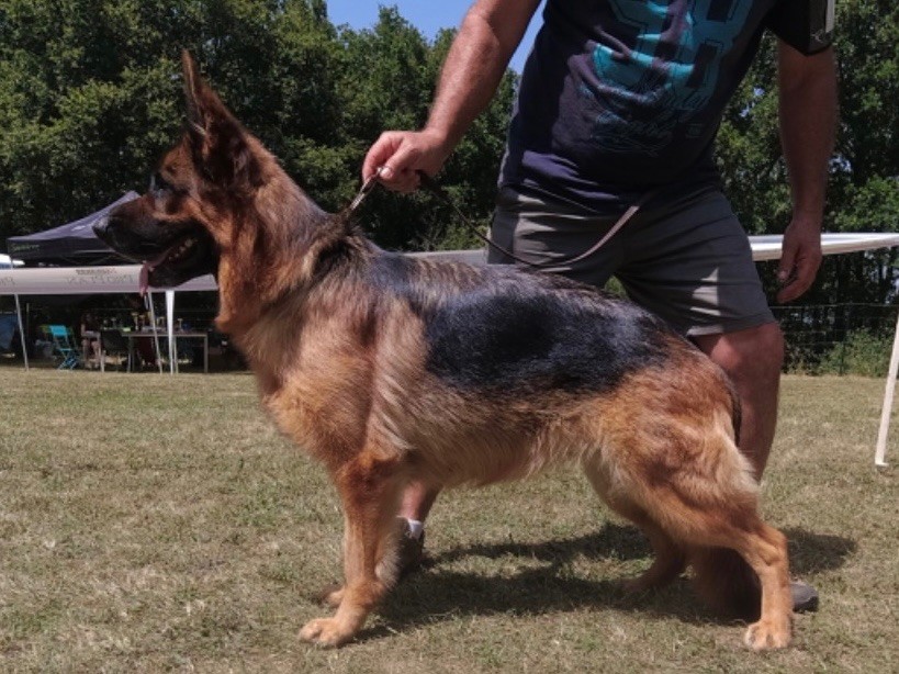 Ollie des fideles de la chataigneraie