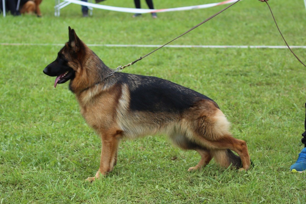 MES FIFILLES EN EXPOSITION CANINE SPÉCIALE BERGER ALLEMAND 