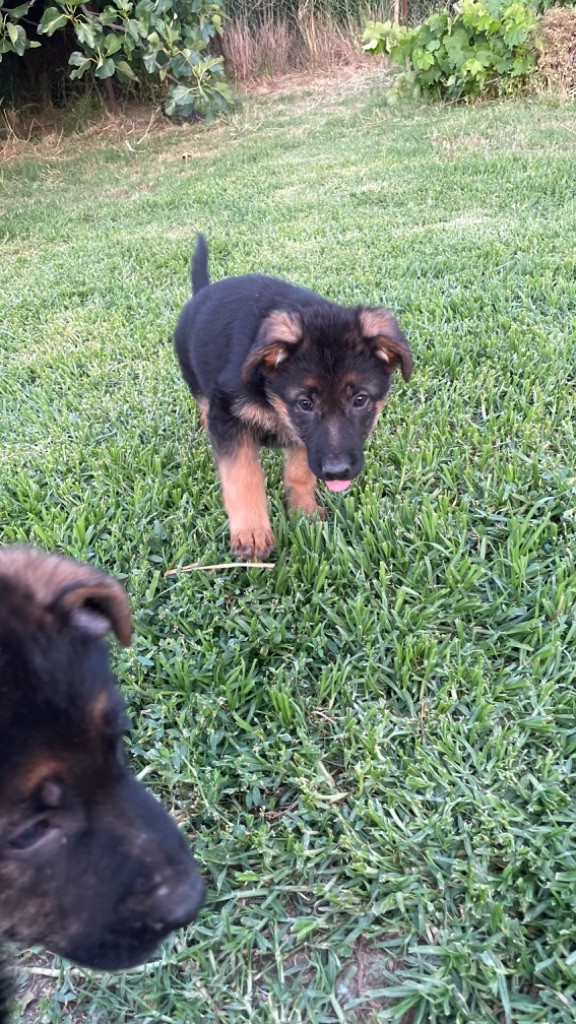 des fideles de la chataigneraie - Chiots disponibles - Berger Allemand