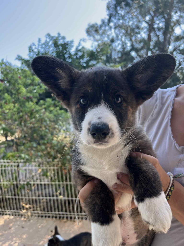 des fideles de la chataigneraie - Chiots disponibles - Welsh Corgi Cardigan