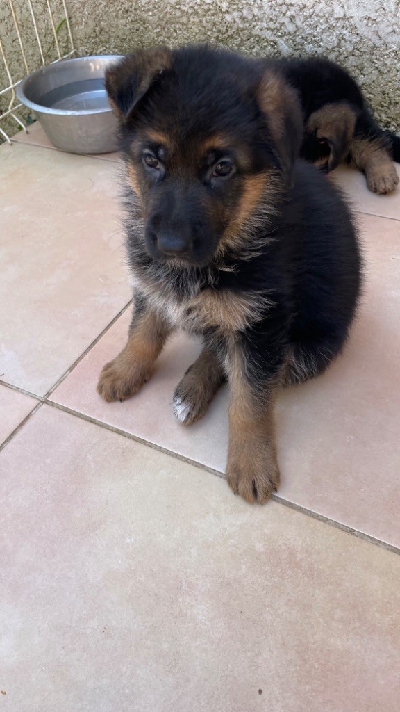 des fideles de la chataigneraie - Chiots disponibles - Berger Allemand