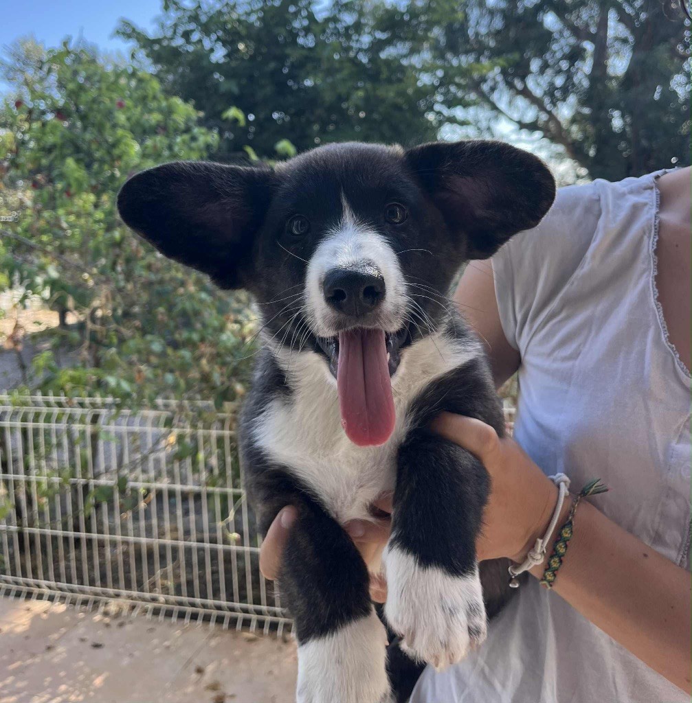 des fideles de la chataigneraie - Chiots disponibles - Welsh Corgi Cardigan