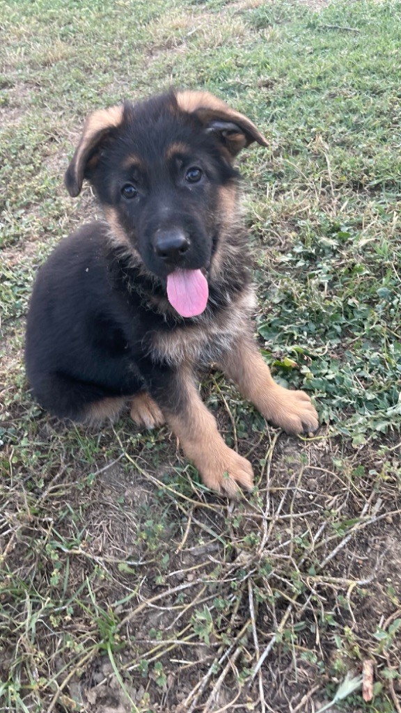 des fideles de la chataigneraie - Chiots disponibles - Berger Allemand