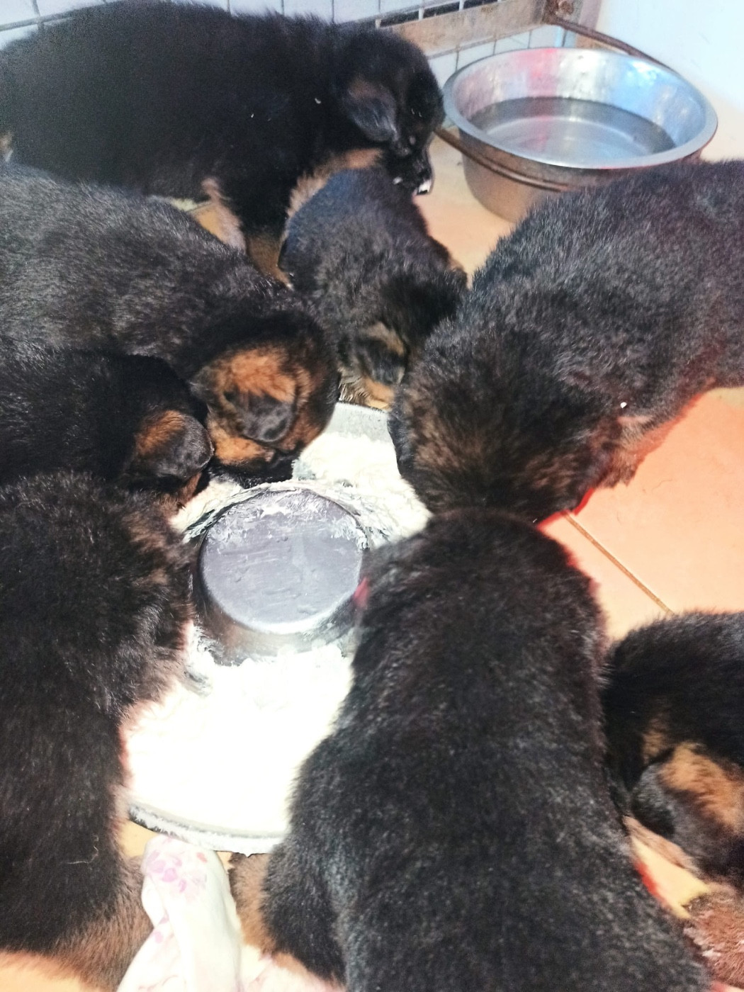 des fideles de la chataigneraie - Chiots disponibles - Berger Allemand