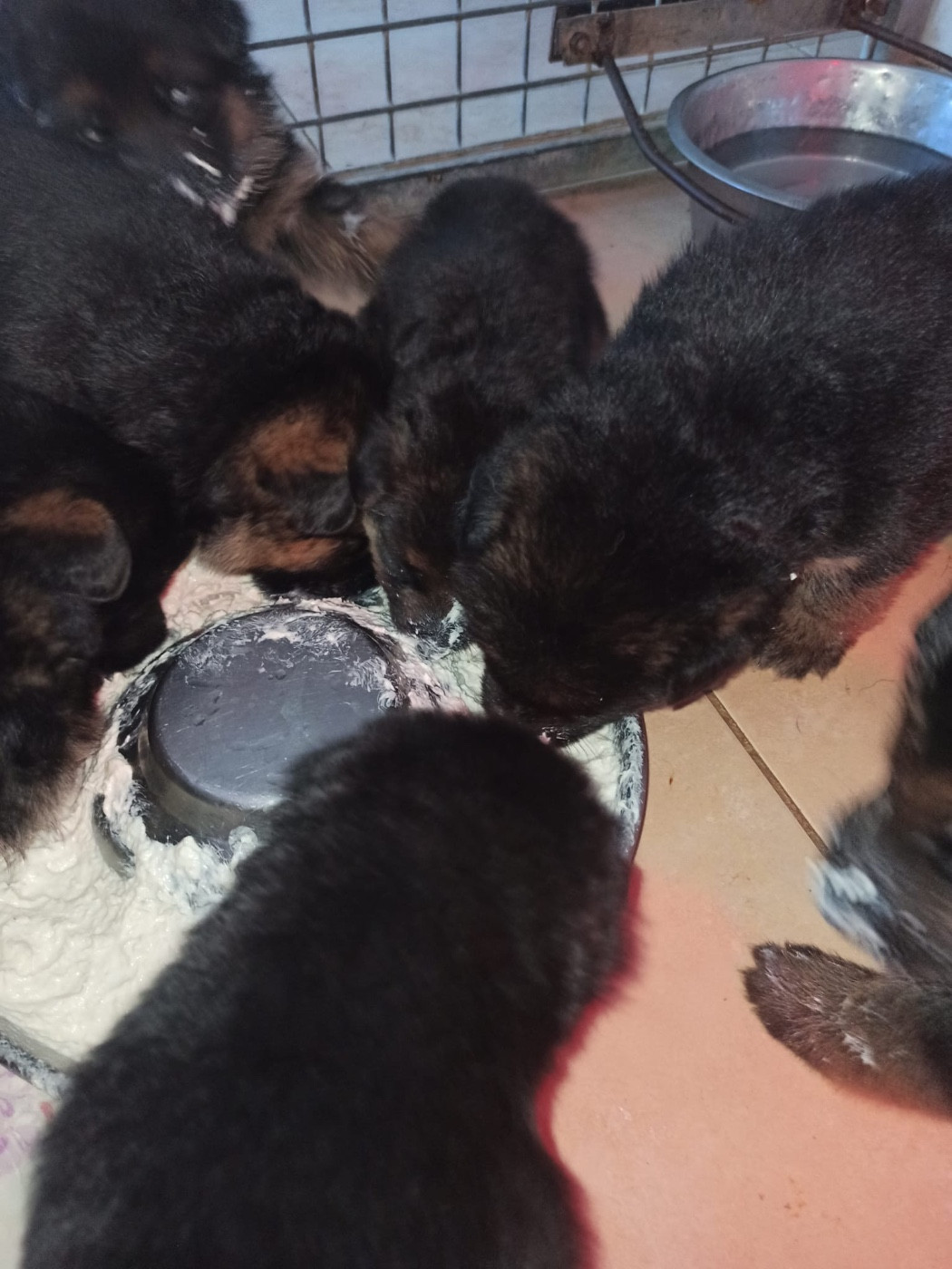 des fideles de la chataigneraie - Chiots disponibles - Berger Allemand