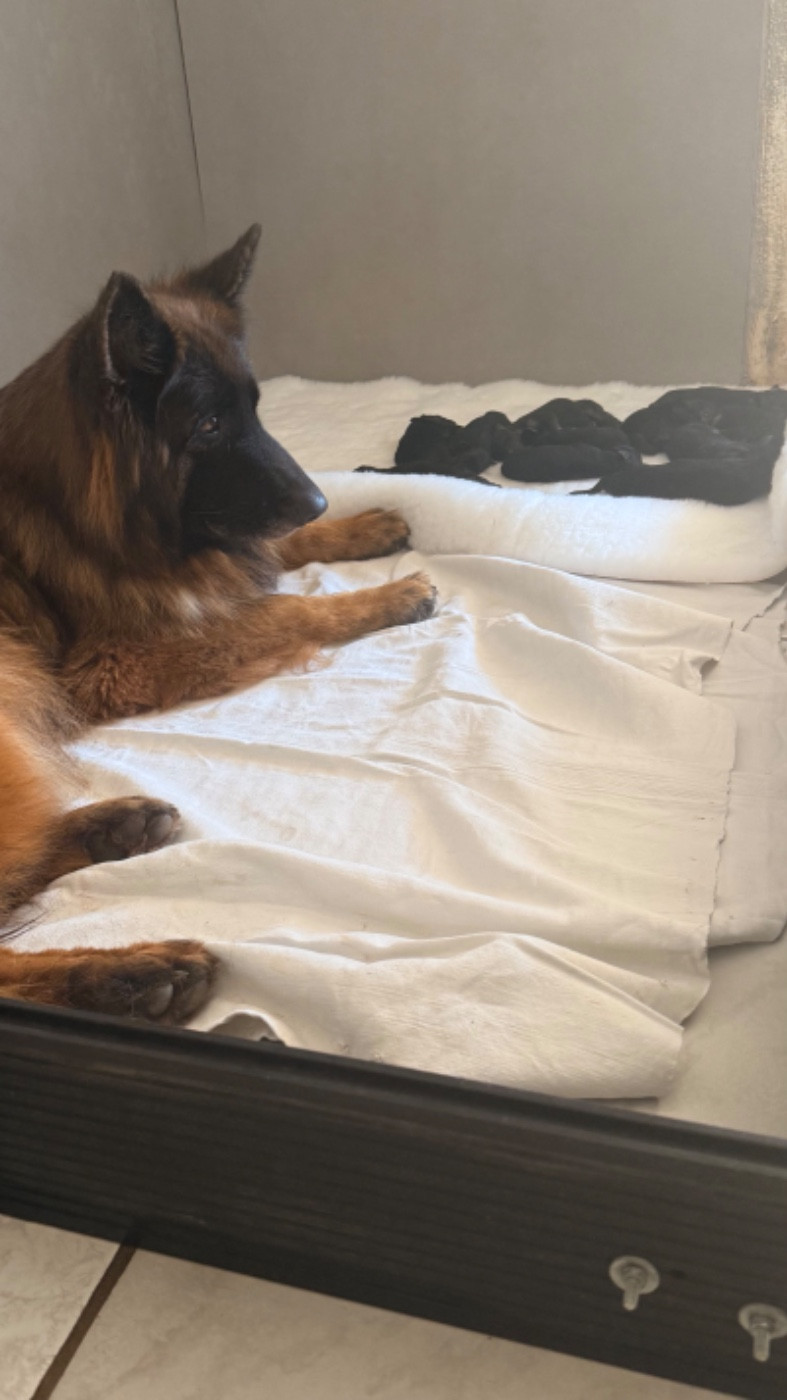 des fideles de la chataigneraie - Chiots disponibles - Berger Allemand Poil Long