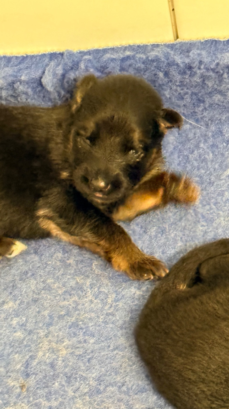 des fideles de la chataigneraie - Chiots disponibles - Berger Allemand Poil Long