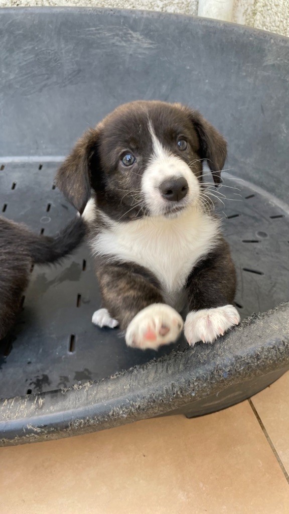 des fideles de la chataigneraie - Chiots disponibles - Welsh Corgi Cardigan