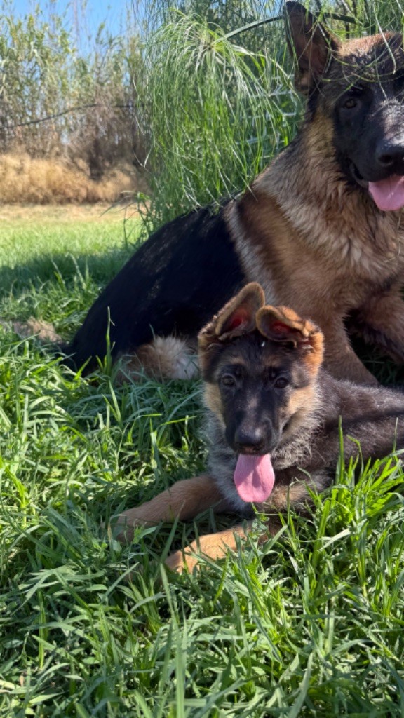 des fideles de la chataigneraie - Chiots disponibles - Berger Allemand