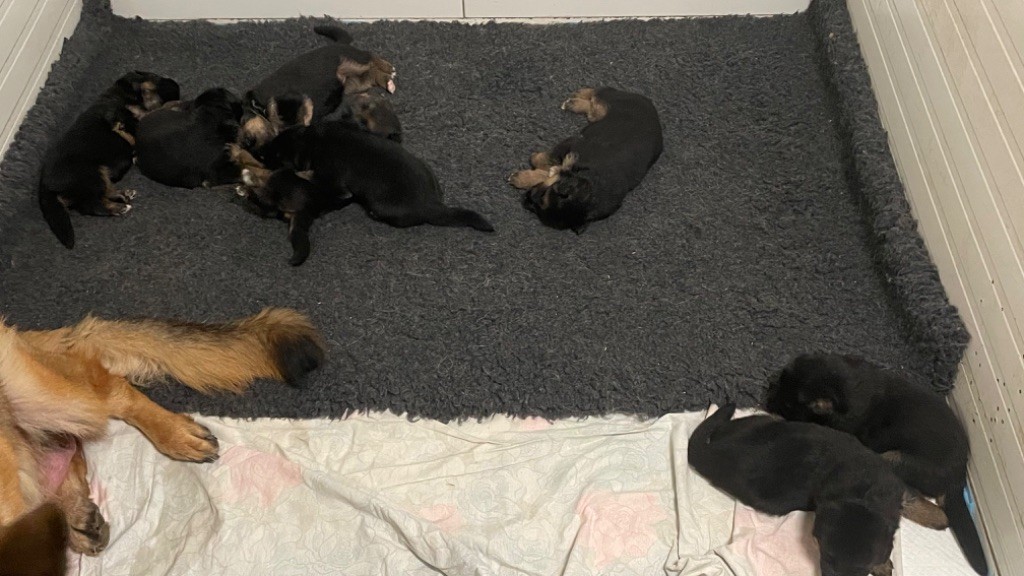 des fideles de la chataigneraie - Chiots disponibles - Berger Allemand