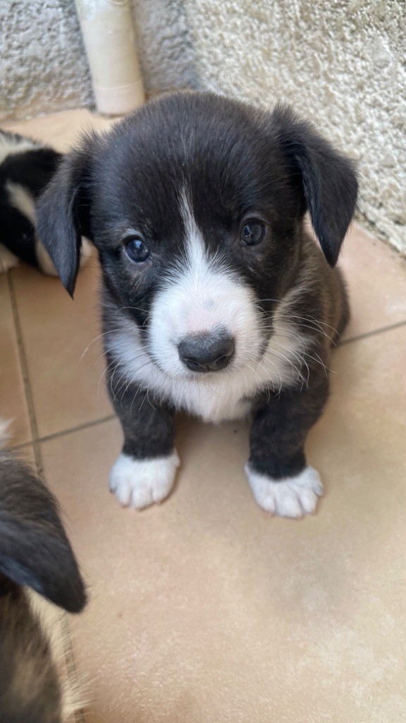 des fideles de la chataigneraie - Chiots disponibles - Welsh Corgi Cardigan