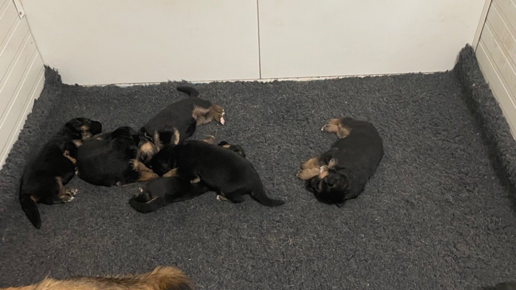 des fideles de la chataigneraie - Chiots disponibles - Berger Allemand