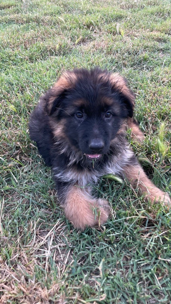 des fideles de la chataigneraie - Chiots disponibles - Berger Allemand