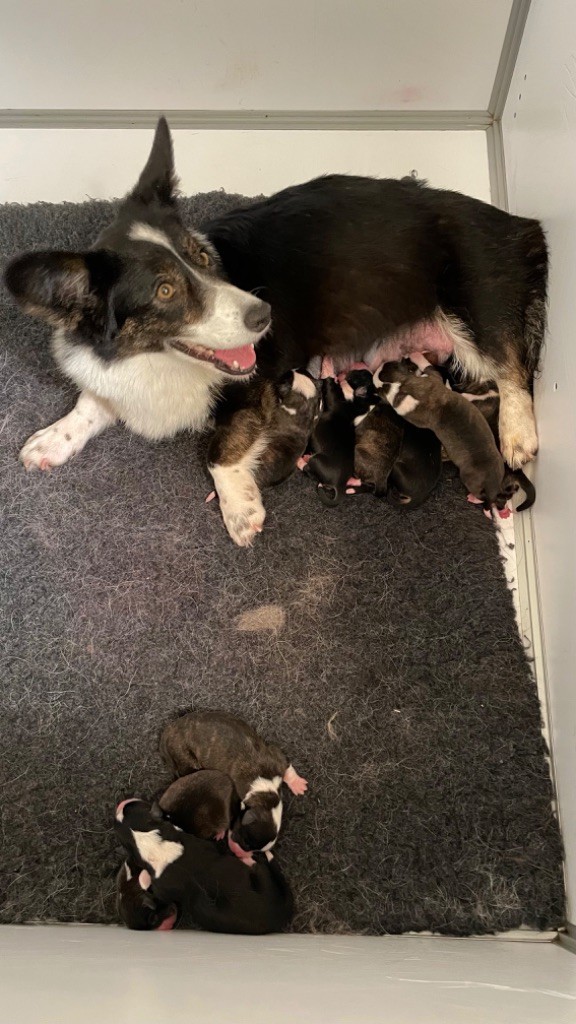 des fideles de la chataigneraie - Welsh Corgi Cardigan - Portée née le 30/04/2025