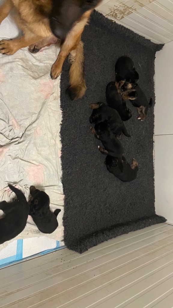 des fideles de la chataigneraie - Chiots disponibles - Berger Allemand