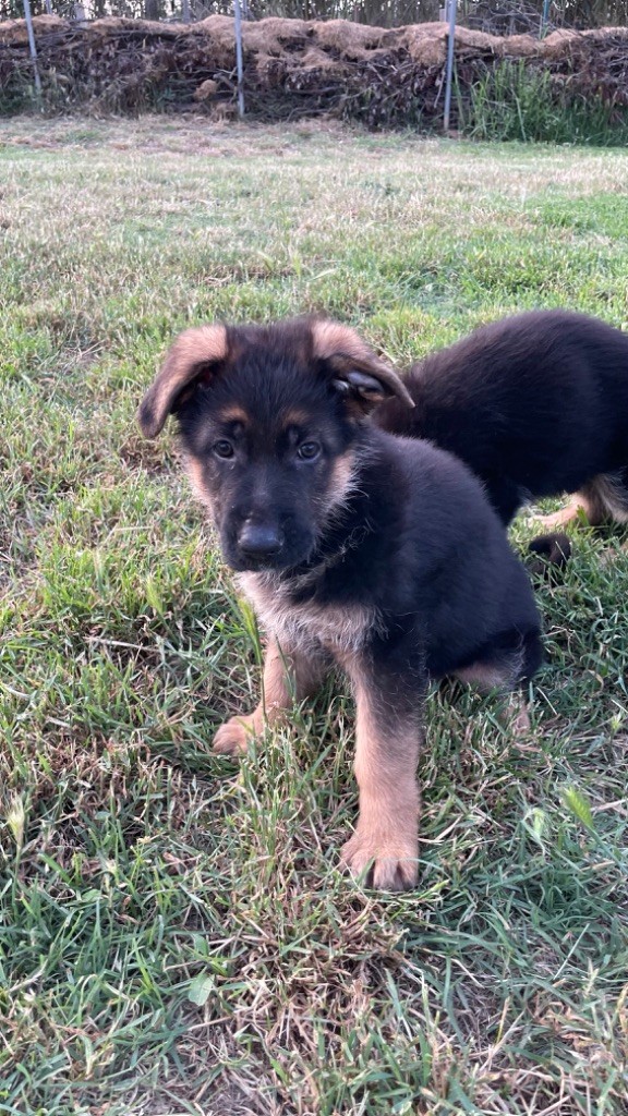 des fideles de la chataigneraie - Chiots disponibles - Berger Allemand