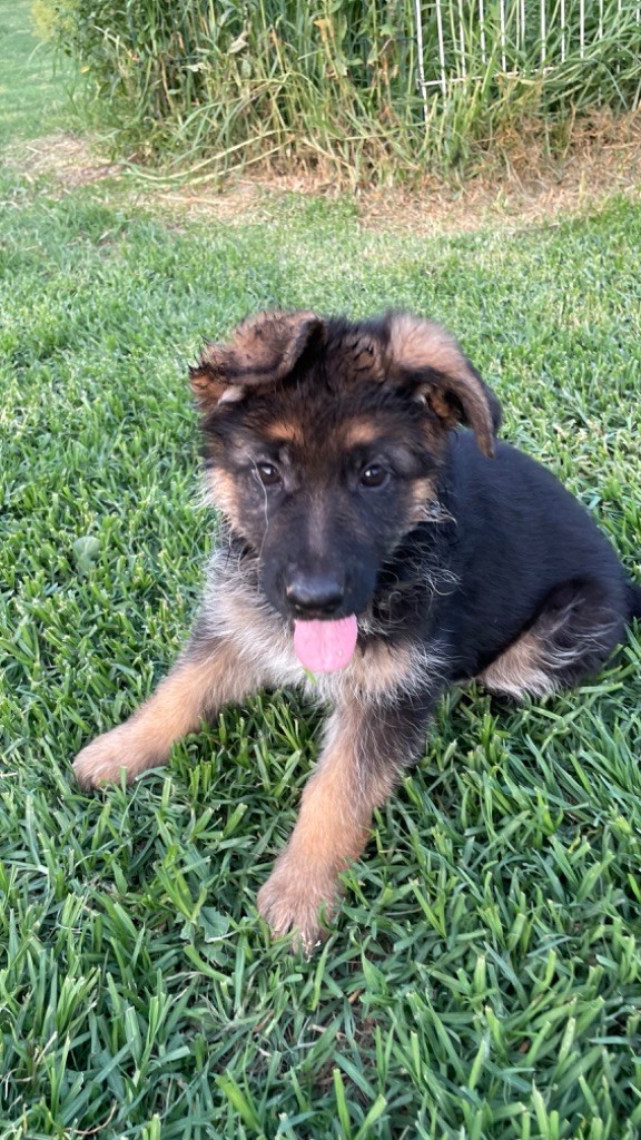des fideles de la chataigneraie - Chiots disponibles - Berger Allemand
