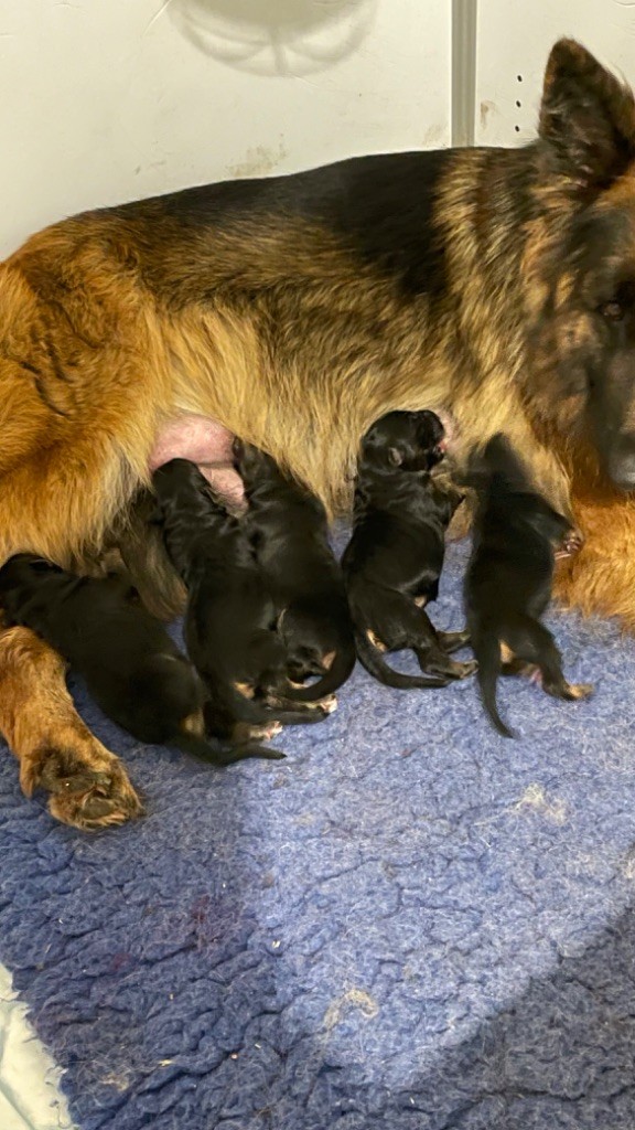 des fideles de la chataigneraie - Chiots disponibles - Berger Allemand Poil Long