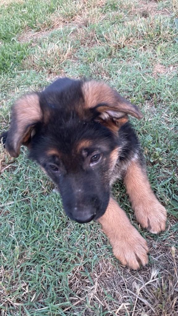 des fideles de la chataigneraie - Chiots disponibles - Berger Allemand
