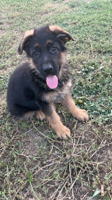 CHIOT
