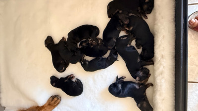 CHIOT 10