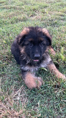 CHIOT
