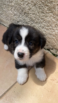 CHIOT