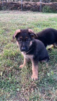 CHIOT