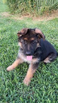 CHIOT