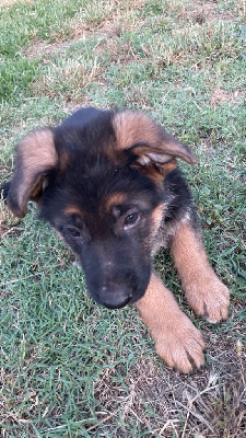 CHIOT