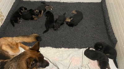 CHIOT