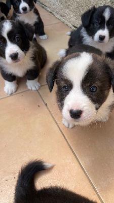 CHIOT