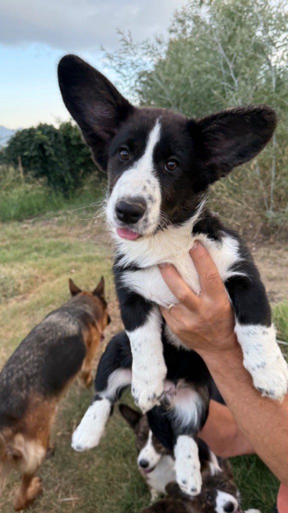 des fideles de la chataigneraie - Chiots disponibles - Welsh Corgi Cardigan