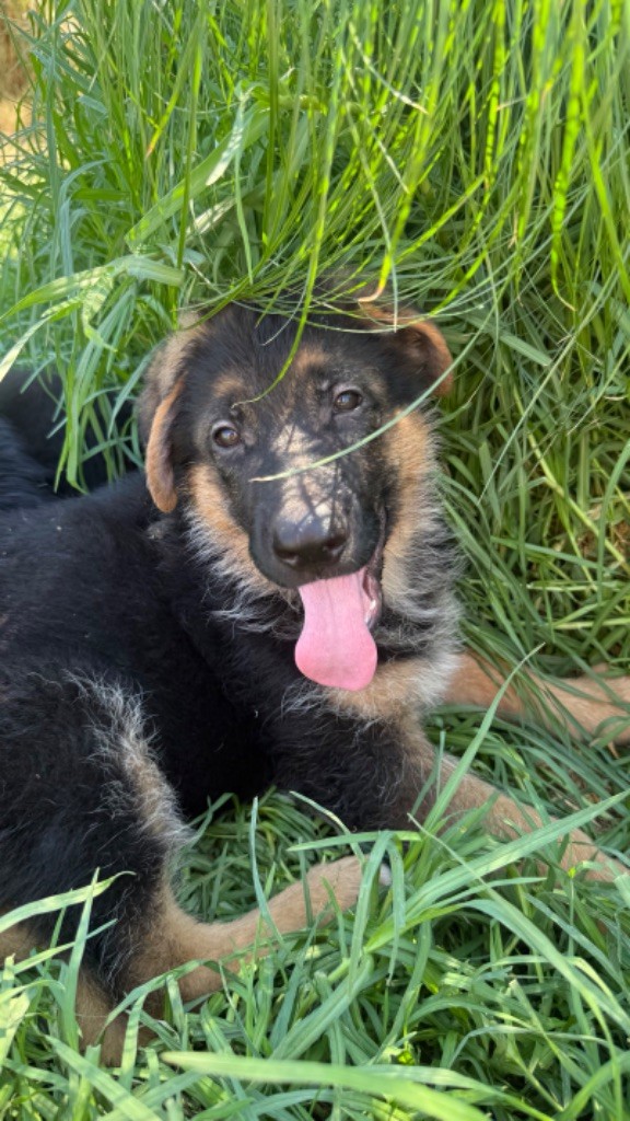 des fideles de la chataigneraie - Chiots disponibles - Berger Allemand