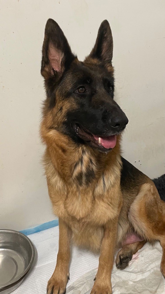 des fideles de la chataigneraie - Chiots disponibles - Berger Allemand
