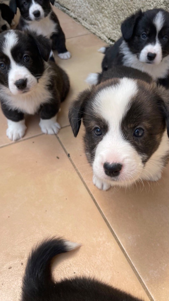 des fideles de la chataigneraie - Chiots disponibles - Welsh Corgi Cardigan