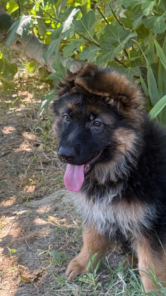 des fideles de la chataigneraie - Chiots disponibles - Berger Allemand