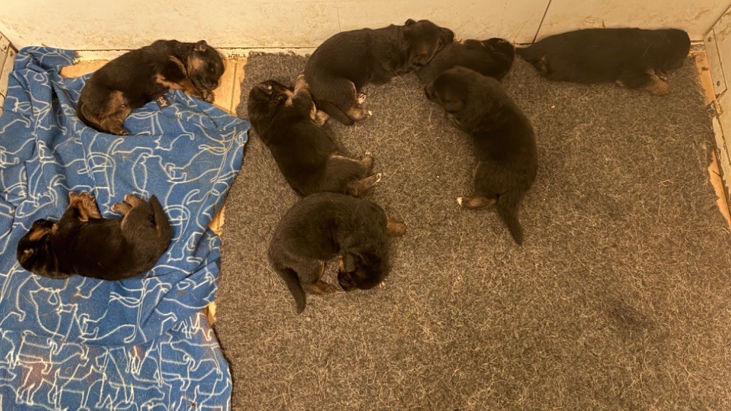 Chiot Berger Allemand des fideles de la chataigneraie