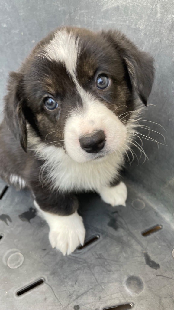 des fideles de la chataigneraie - Chiots disponibles - Welsh Corgi Cardigan