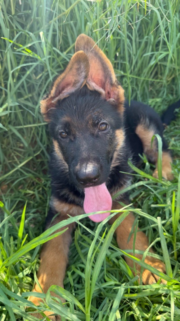 des fideles de la chataigneraie - Chiots disponibles - Berger Allemand