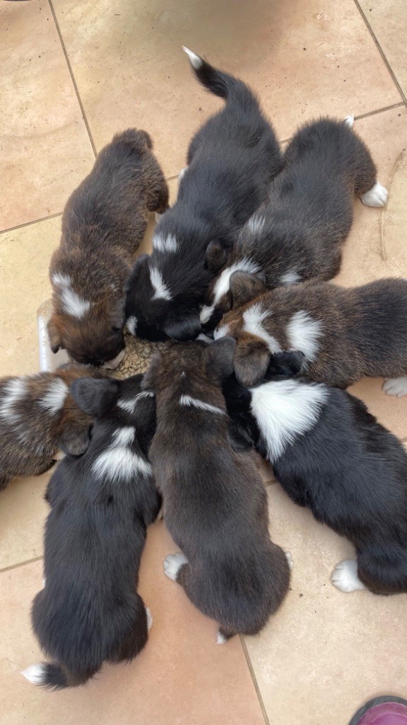 des fideles de la chataigneraie - Chiots disponibles - Welsh Corgi Cardigan